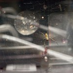 Astronautka z NASA widzi w kosmosie pająki