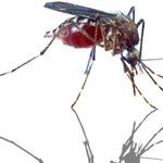 Atak komarów tygrysich we Francji. Pierwszy przypadek dengi w Lyonie