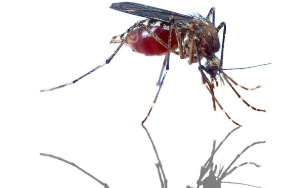 Atak komarów tygrysich we Francji. Pierwszy przypadek dengi w Lyonie