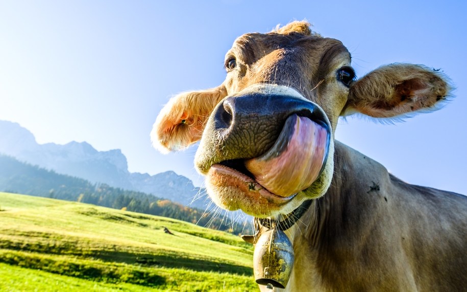 Atak krów na turystów w Alpach. Rolnicy ostrzegają przed zagrożeniem /Shutterstock