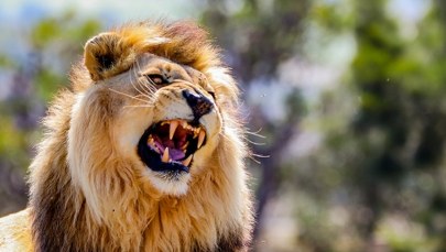 Atak lwa na 14-latkę. Szczątki dziecka znaleziono przy rzece