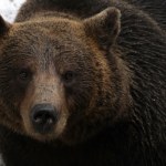 Atak niedźwiedzia kilkaset metrów od domu. Dramatyczne chwile w Bieszczadach