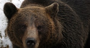 Atak niedźwiedzia kilkaset metrów od domu. Dramatyczne chwile w Bieszczadach