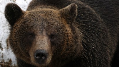Atak niedźwiedzia kilkaset metrów od domu. Dramatyczne chwile w Bieszczadach