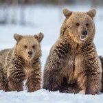 Atak niedźwiedzia na kobietę w Bieszczadach. Poszkodowana jest w szpitalu