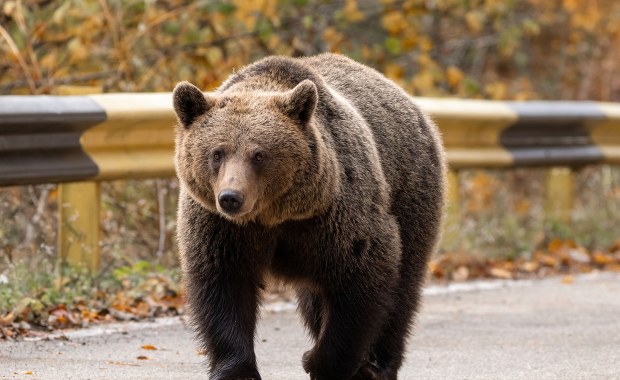 Atak niedźwiedzia na Podkarpaciu. Nie żyje kobieta