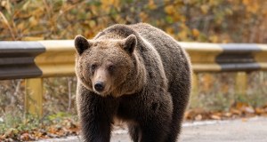 Atak niedźwiedzia na Podkarpaciu. Nie żyje kobieta