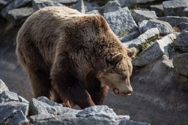 Atak niedźwiedzia na Słowacji. Mężczyzna jest ciężko ranny