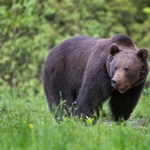 Atak niedźwiedzia na Słowacji. Przyrodnicy zwrócili uwagę na ważny szczegół