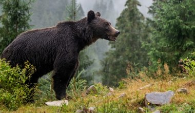 Atak niedźwiedzia na Słowacji. Ruszyła obława