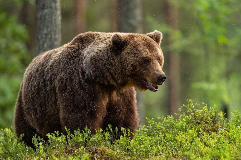 Atak niedźwiedzia na Słowacji. Ucierpiał mężczyzna