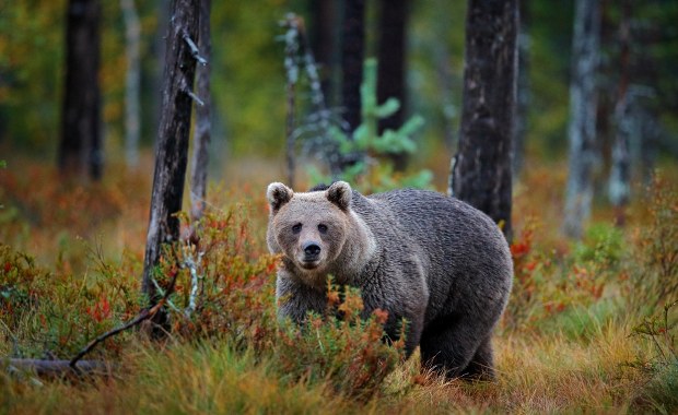 Atak niedźwiedzia na Słowacji. Zaledwie 100 metrów od domu