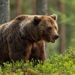 Atak niedźwiedzia. Stan nadzwyczajny w słowackim mieście