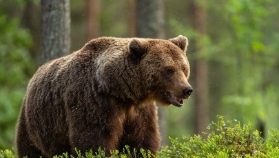 Atak niedźwiedzia. Stan nadzwyczajny w słowackim mieście