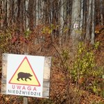 Atak niedźwiedzia w Bieszczadach. Leśniczy ciężko ranny