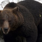 Atak niedźwiedzia w Bieszczadach. Ministerstwo reaguje