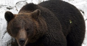 Atak niedźwiedzia w Bieszczadach. Ministerstwo reaguje