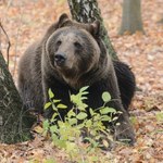 Atak niedźwiedzia w Bieszczadach. Ranny mężczyzna trafił do szpitala