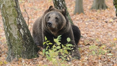 Atak niedźwiedzia w Bieszczadach. Ranny mężczyzna trafił do szpitala