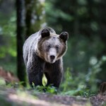 Atak niedźwiedzia w Słowenii. W kraju odstrzelą ich ponad 20 proc.
