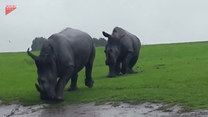 Atak nosorożców na safari. Finał zaskakuje 