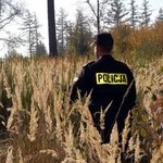 Atak owczarków w gminie Jeziorzany. Policja uspokaja: Psy są już martwe 