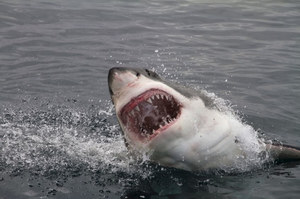 Shark attack in Hawaii.  Biting off a piece of a man's torso