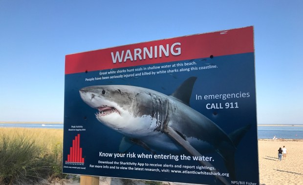 Atak rekina na ośmiolatka. Chłopiec walczy o życie 