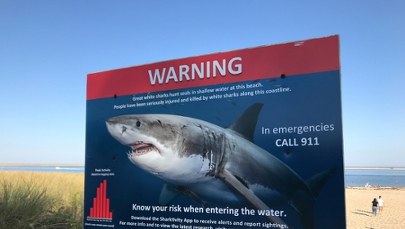 Atak rekina na ośmiolatka. Chłopiec walczy o życie 