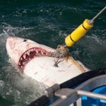 Atak rekina na popularnej plaży: 20-latka nie żyje, mężczyzna ciężko ranny