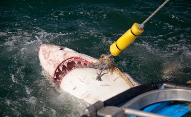 Atak rekina na popularnej plaży: 20-latka nie żyje, mężczyzna ciężko ranny