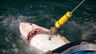 Atak rekina na popularnej plaży: 20-latka nie żyje, mężczyzna ciężko ranny