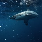 Atak rekina w Australii. Nie żyje nastoletni surfer