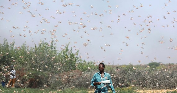 Atak szarańczy w Somalii