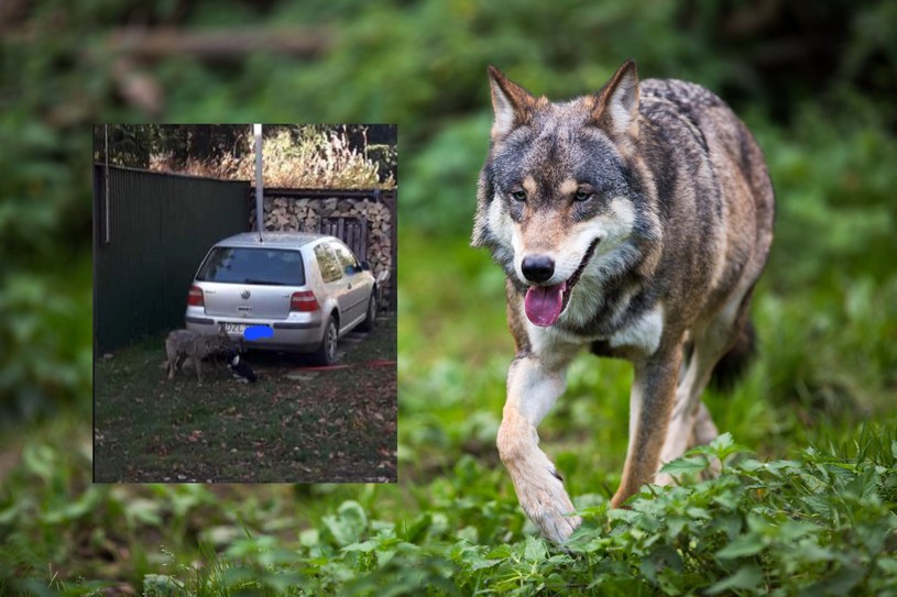 Atak wilka w gminie Lubawka. Zwierzę zagryzło psa /  lightpoet /123RF/PICSEL