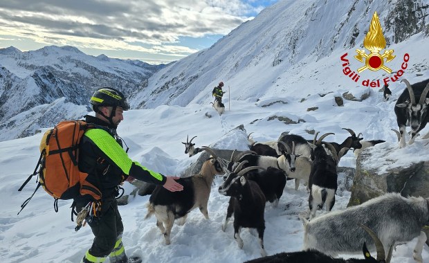 Atak wilków i dramat pasterki. Tak ratowano kozy na wysokości 2500 metrów
