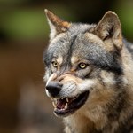 Atak wilków na Mazowszu. Jest apel lokalnych władz
