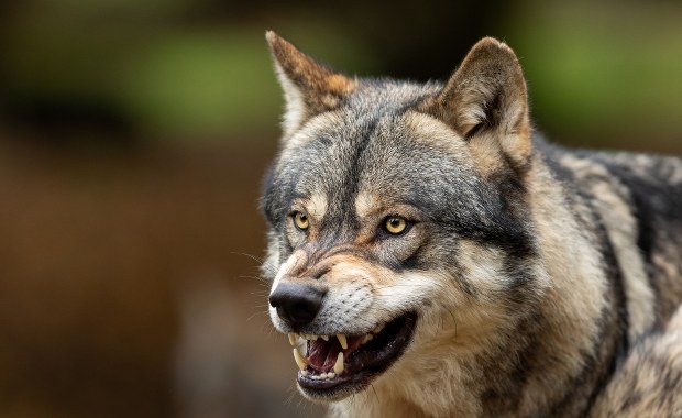 Atak wilków na Mazowszu. Jest apel lokalnych władz