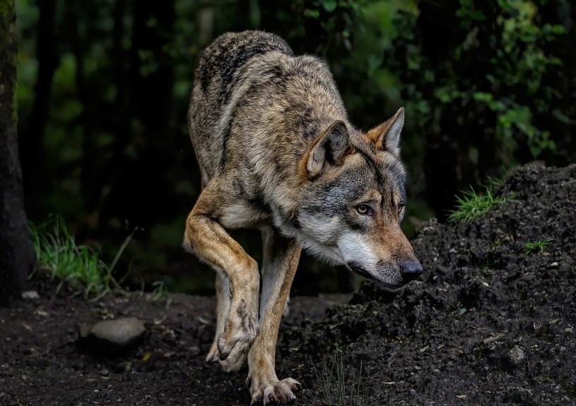 Atak wilków w gospodarstwie. Pilny apel do mieszkańców