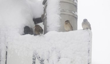 Atak zimy w Bostonie