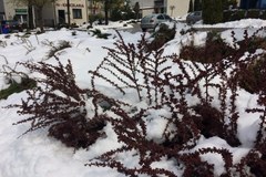 Atak zimy w powiecie radomszczańskim 