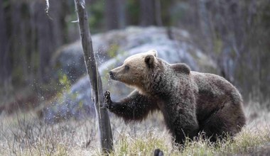 Ataki niedźwiedzi w Polsce. Winne zwierzę czy człowiek?