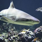Ataki rekinów w popularnych kurortach turystycznych. Gdzie w Europie trzeba uważać?
