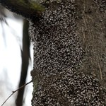 Atakują drzewa w ogrodzie i brzydko pachną. Tak pozbędziesz się intruzów