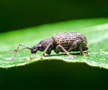 Atakują korzenie roślin i doprowadzają je do ruiny. Ten napar je wyeliminuje