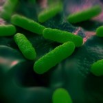 Salmonella Atakuje nas często, może grozić życiu. Wreszcie testują szczepionkę