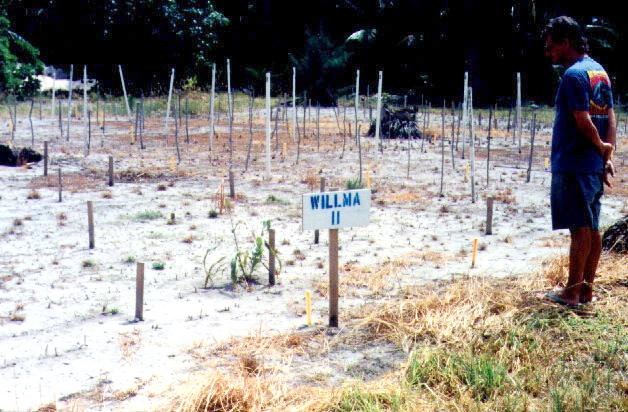Atol Bikini. Eksperymentalna uprawa roślin na terenie skażonym testami nuklearnymi (zdjęcia z 1998 r.) /AFP