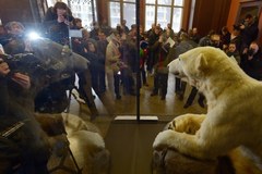 Atrakcja berlińskiego muzeum - miś Knut