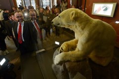 Atrakcja berlińskiego muzeum - miś Knut