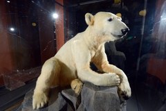 Atrakcja berlińskiego muzeum - miś Knut